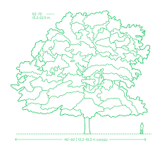 Deciduous Trees Dimensions Drawings Dimensions Guide