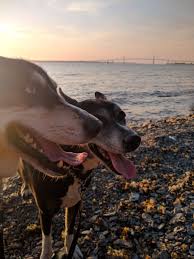 We are experts in the entire pet relocation process and we know it is not easy to accomplish. Spca International Gives 2 000 Grants For Military Pet Transport Spca International