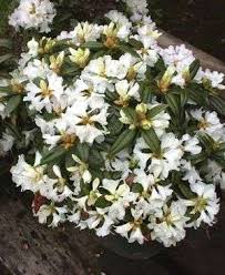 Rhododendron Dora Amateis Stadstuinen Witte Bloemen Bladeren