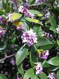Daphne Odora Arbuste Tres Odorant A Faible Duree De Vie 8 A 10 Ans Arbustes A Fleurs Arbuste Arbres Et Arbustes