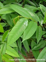 Image result for Xylopia lukei