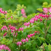 It has chordate floating leaves that support a lax inflorescence of yellow flowers with fringed petal margins, vintage line drawing or. Https Encrypted Tbn0 Gstatic Com Images Q Tbn And9gct Vbxhoymv9bmw Dugcf410plynw1ex2nb Snspmyhn2ul G X Usqp Cau
