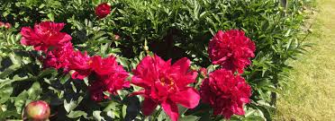 9 votes) neem oil is recommended as an organic insecticide and fungicide. 4 Management Resources Insect Integrated Pest Management Strategies For Peony Production