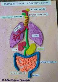 Model Of Human Respiratory And Digestive System For Class 3 Students
