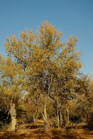 Image result for Combretum apiculatum