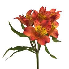 Utility of this flower in recent floral estimates. Alstroemeria Orange Charlotte Flower Market
