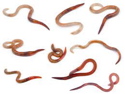 Check spelling or type a new query. How Many Red Wigglers Do I Need To Start