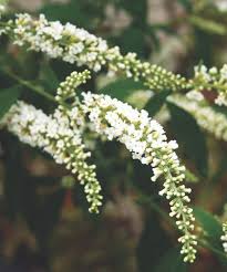 Image result for Buddleja asiatica