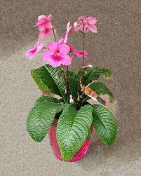 Image result for Streptocarpus eylesii