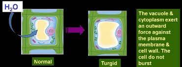 We did not find results for: What Is A Turgid Plant Cell And What Does It Do Quora