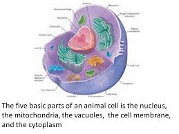 Messenger rna from the cell nucleus is moved systematically along the ribosome where transfer. Living Things Project By Andrea Rose Oates Ppt Download