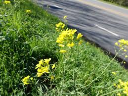 It looks like a grassy weed, but it's actually a sedge. Edible Weeds By The Roadside Mustard And Miner S Lettuce Garden In The Hills