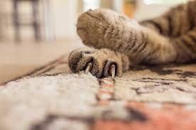 This patented device saves your carpet and security deposit and requires no cutting how it works: How To Stop Your Cat From Scratching Your Carpet Nip Tuck Salt Lake Blog