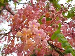 Image result for Cassia thyrsoidea