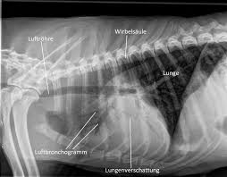 Nr 126 November 2018 Lungenentzundung Beim Hund Kleintierpraxis Lyssbach