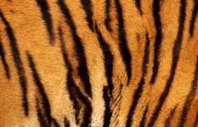 The tale of the tiger stripes
