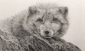 Realistic Pencil Drawing Of An Arctic Fox Animal Drawings Sketches Animal Drawings Pencil Drawings