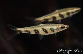 Espei = in honor of tropical fish nannostomus espei. Nannostomus Espei Barred Pencilfish Poeciliobrycon Espei Seriously Fish
