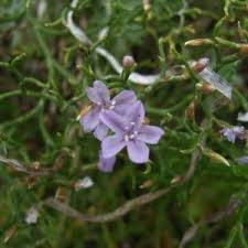 Image result for Chenolea diffusa