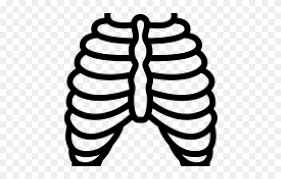 All png images can be used for. Rib Cage Png Transparent Images Xray Clipart Black And White 5349470 Pinclipart
