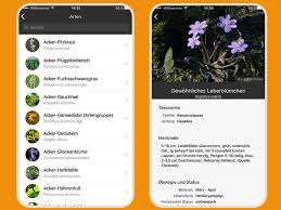 Darüber hinaus bietet dir die app zur pflanzenbestimmung die folgenden funktionen Was Wachst Da Pflanzen Bestimmen Mit Der App Flora Incognita Okoleo Umwelt Und Naturschutz Fur Kinder In Hessen