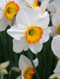 Large Cup Daffodil Flower Record Spring Flowers Types Of Flowers Flowers Nature