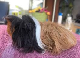 #newpatron читаю вы читаете @peruaner990. Peruaner Meerschweinchen Haar Zu Lang
