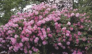 Janet S Journal Fertilizing Tips Michigan Gardener