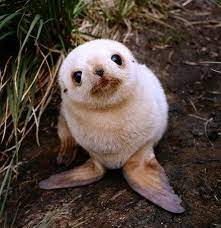 30 cute baby animals that will make you go aww cute baby animals baby animals baby sea lion
