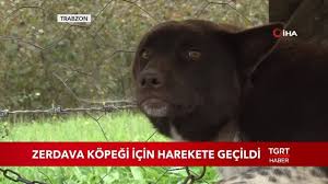 Zerdava Kopegi Icin Harekete Gecildi Youtube