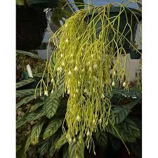 Image result for Rhipsalis baccifera