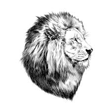 Black And White Profile Pictures Drawing Lion Proud Face In Profile Looking Into The Distance Sketch Vector Black An Ad Profile Distance Fac Lion Artwork Black And White Drawing Lion Art