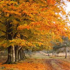 See all things to do. Leersumse Veld Landscape Photos Netherlands Landscape