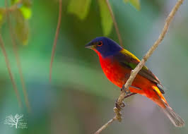 Painted bunting pair south miami, florida. Painted Buntings Our Most Colorful Visitors All The Best Of Beaufort Sc Port Royal The Sea Islands