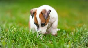 In addition to this, parvovirus can be transmitted dog to dog through their feces. Canine Parvovirus Do You Know The Facts Proud Dog Mom