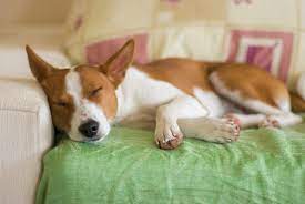 Have You Seen These Uncommon Non Shedding Dog Breeds Tippvet
