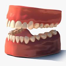 Teeth With Gums 3d Model Ad Teeth Gums Model Human Teeth Gum 3d Model