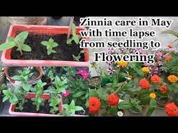 How To Make Leggy Zinnia More Bushy With Lots Of Flowers May Me Zinnia Lagae Youtube Zinnias Plant Hacks Flowers