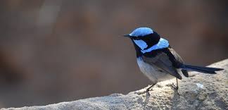 قد تكون رؤية العصافير الجميلة في المنام من الرؤى التي تجعل الرائي يستيقظ متفائلاً لما تبعثه العصافير في النفس بصوتها وجمال شكلها وخفة حركتها من راحة وطمأنينة، لكن هناك حالات كثيرة لرؤية العصافير قد لا يكون تأويلها مدعاة للتفاؤل!، Ù…Ø¹Ù„ÙˆÙ…Ø§Øª Ø¹Ù† Ø·Ø§Ø¦Ø± Ø§Ù„Ù†Ù…Ù†Ù…Ø© ÙˆÙŠÙƒÙŠ Ø¹Ø±Ø¨ÙŠ