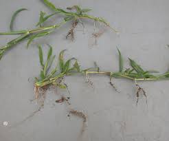 Image result for Digitaria maitlandii