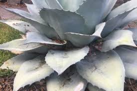 Agaves are grown for their dramatic foliage, not their flowers. Agave Xera Plants
