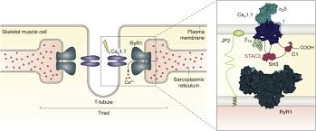 Due to the lack of funds, bootstrapping was the only feasible way the business could kick off the ground. Structure And Function Of Stac Proteins Calcium Channel Modulators And Critical Components Of Muscle Excitation Contraction Coupling Journal Of Biological Chemistry