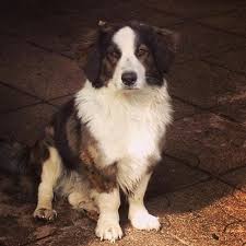 They need to be stimulated not only physically, but also mentally in order to be happy and stay out of trouble. Mini Borders What You Need To Know About Miniature Border Collies Bordercolliehealth