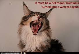 It Must Be A Full Moon Lolcats Lol Cat Memes Funny Cats Funny Cat Pictures With Words On Them Funny Pictures Lol Cat Memes Lol Cats