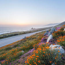 California has an amazing number of beautiful wildflower species, many of which are found nowhere else. Where To See California Wildflowers Moon Travel Guides