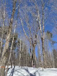 This Month On The Homestead Maple Trees Maple Sap Maple