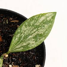 Image result for Hyparrhenia collina