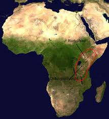 This species survived until between 226,000 and 335,000 y ago, placing it in continental africa at the same time as the early ancestors of. Evolution Des Menschen Homo Habilis