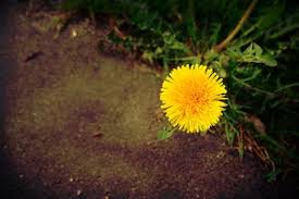 道端のタンポポの効能はすごい 代替医療として漢方薬にも利用されている ミステリアスゾーン