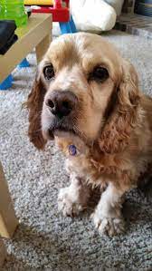 Find great deals on ebay for puppies for sale golden retriever. Golden Retriever Puppies For Sale In Rochester Mn The Y Guide